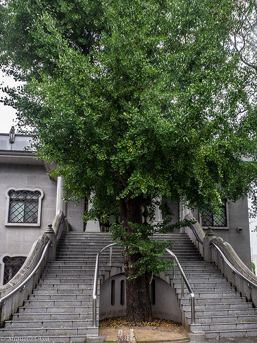 El árbol que sobrevivió en Hiroshima