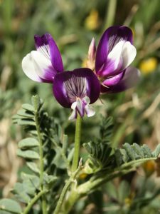 Flor de astrágalo