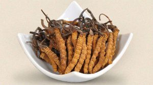 Cordyceps-sinensis-propiedades