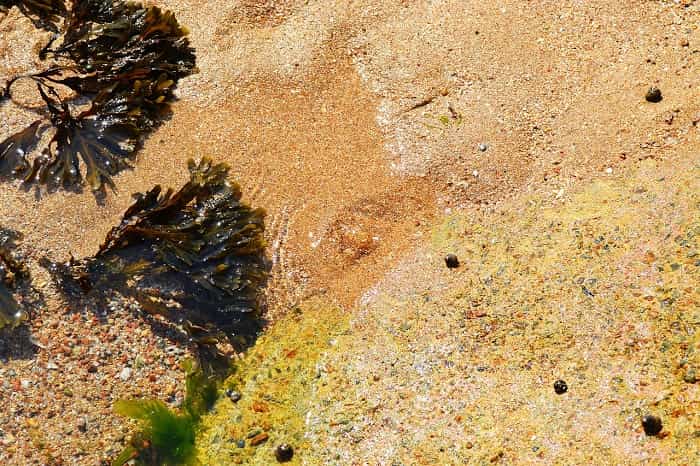 Alga fucus y espirulina en la playa